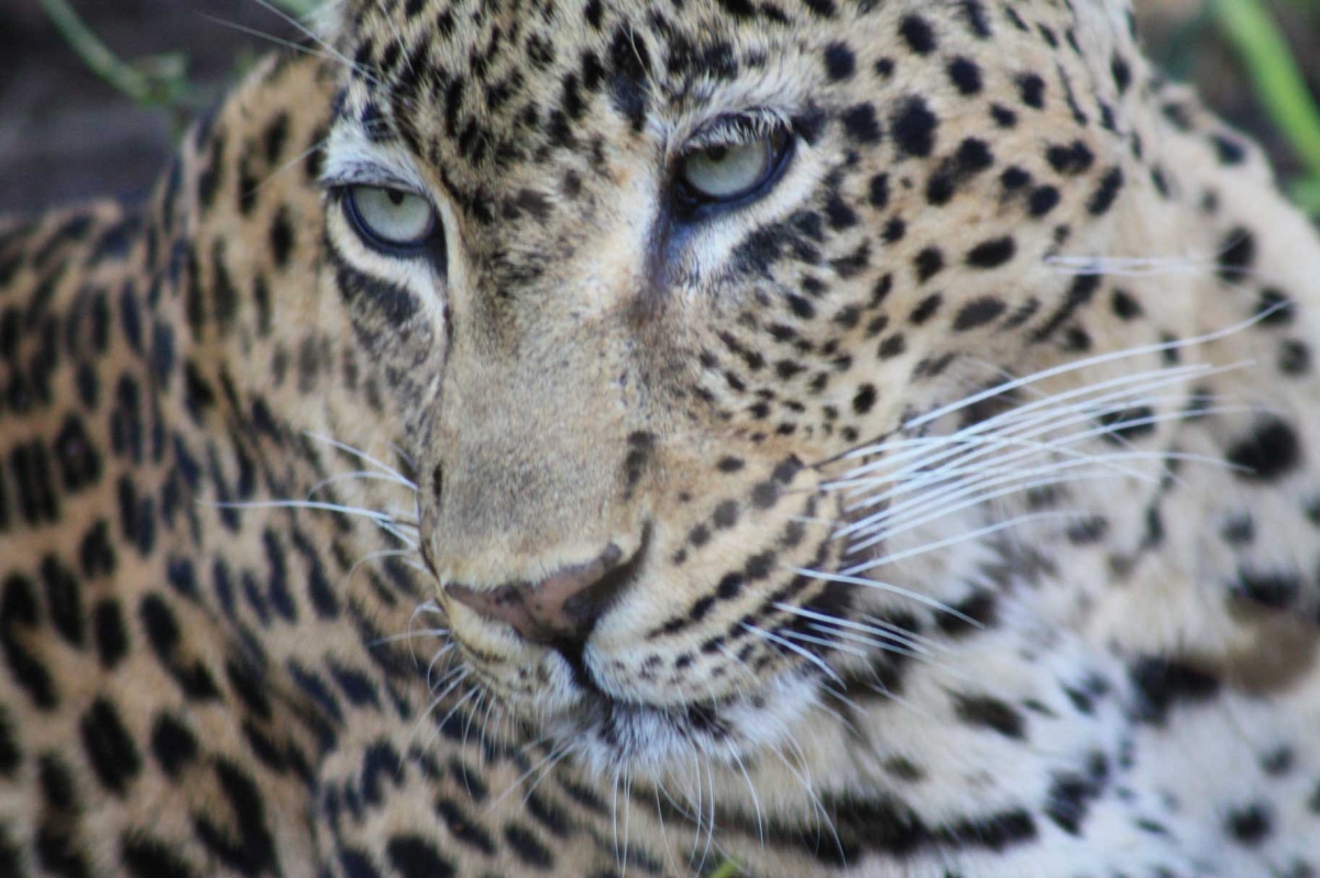 South Africa Leopards 461 